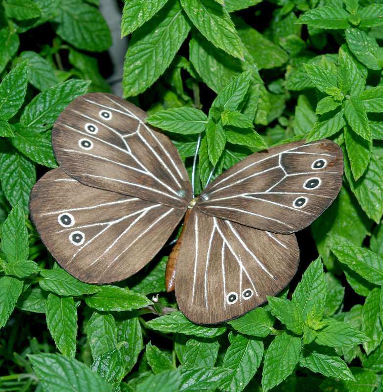 Ringlet Butterfly